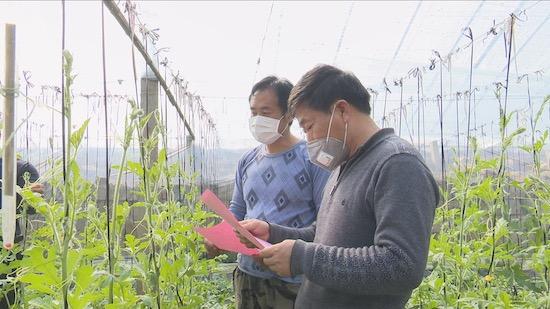 青州白菜价格最新行情分析与趋势预测